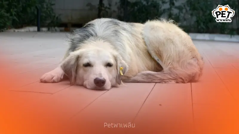 สรุปอาการโรคหัดสุนัข วิธีติดต่อ และแนวทางป้องกันที่ถูกต้อง