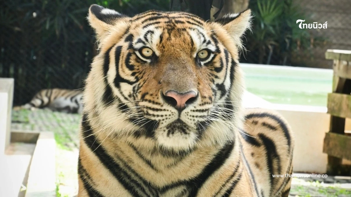 สาเหตุเสียชีวิตเบื้องต้น หลังเสือคุ้มดังเชียงใหม่ ตายกว่า 70 ตัว สาเหตุเสียชีวิตเบื้องต้น หลังเสือคุ้มดังเชียงใหม่ ตายกว่า 70 ตัว