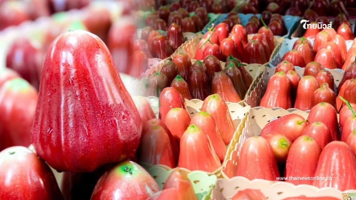 หวาน กรอบ เอกลักษณ์ "ชมพู่คลองหาด" สินค้า GI ใหม่ กวาด 70 ล้านต่อปี