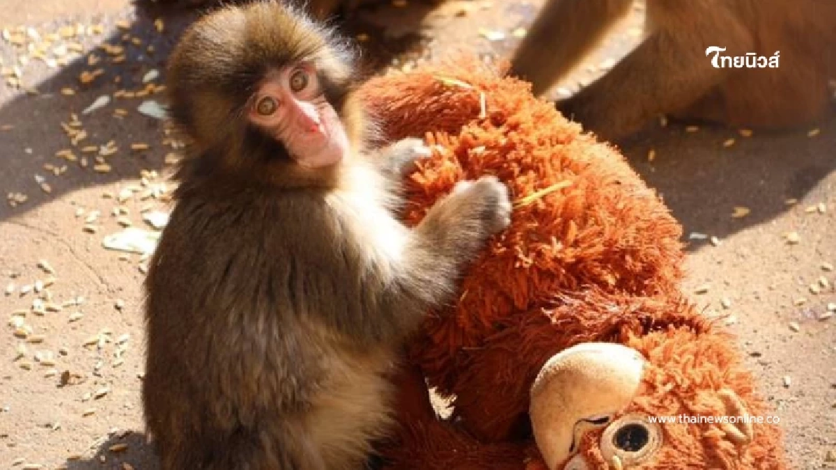 ใครเห็นก็ยิ้ม แต่ความจริงจุกอก ภาพลูกลิงหิมะญี่ปุ่นอุ้มตุ๊กตา