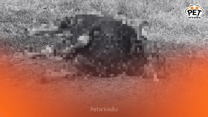 พบซากกระทิงป่าเขาใหญ่ดับที่วังน้ำเขียว คาดสู้กันเองจนเขาหัก