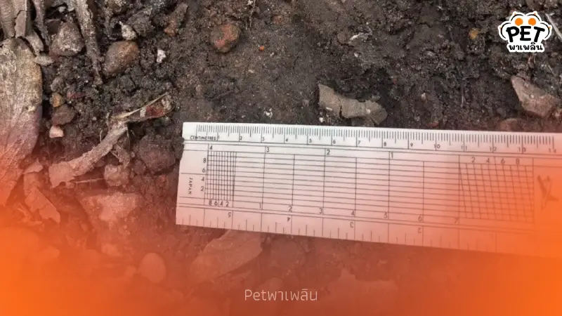 อุทยานฯ สั่งตามรอยเสือโคร่งบุกขย้ำวัวชาวบ้านบนดอยอินทนนท์