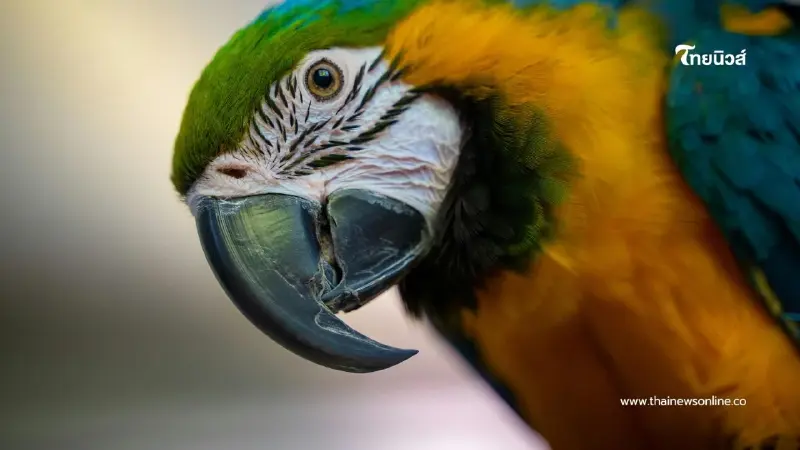 คำแนะนำน่ารู้สำหรับผู้เลี้ยงนกที่อาจเสี่ยงต่อ "โรคไข้นกแก้ว"