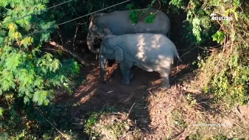 สุดเศร้า! ลูกช้างเขาใหญ่สิ้นใจหลังคลอด โขลงล้อมวงปกป้อง