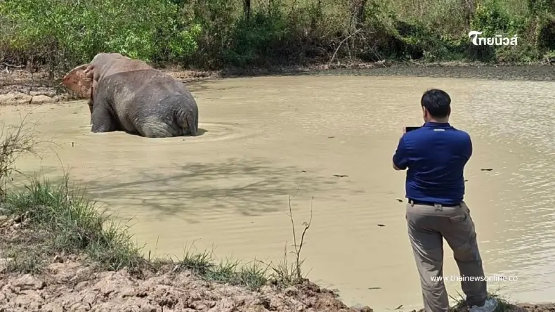 คืบหน้าอาการ "พลายด้วนวนาลี" หลังพบแผลบวมโคนหาง-สนับงา