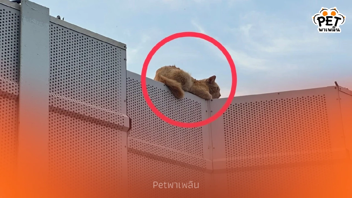 จนท.ทางพิเศษรวบแมวส้ม หลงบนทางด่วน ล่าสุดมีคนรับเลี้ยงแล้ว