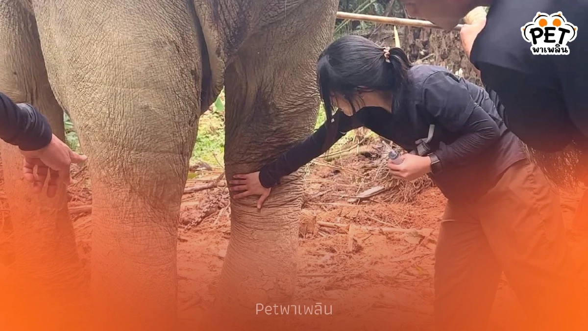 อัปเดตอาการพลายเดียว ช้างตกเขาพังงา ล่าสุดหมอโบว์เข้าช่วยแล้ว
