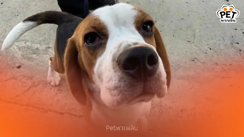 รฟม. เปิดตัวสุนัข K9 ชุดใหม่ 3 ตัว เสริมความปลอดภัยรถไฟฟ้า MRT