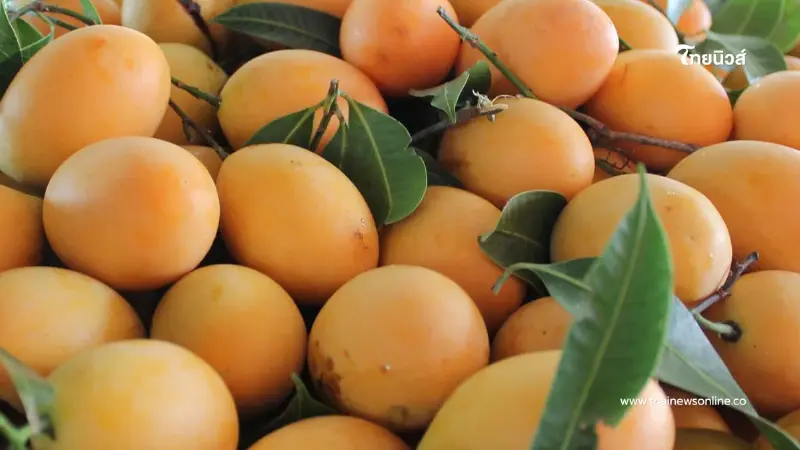 ระวัง "มะยงชิด" แสนอร่อย เปรี้ยว หวาน ชื่นใจ แต่กินมากไปก็ไม่ดี