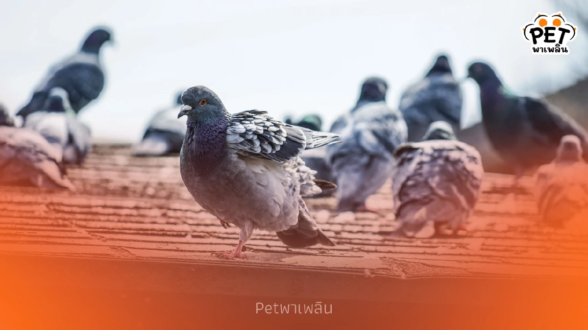 เตือนอันตรายจากมูลนก เช็ก 4 โรคระบบทางเดินหายใจที่ต้องระวัง