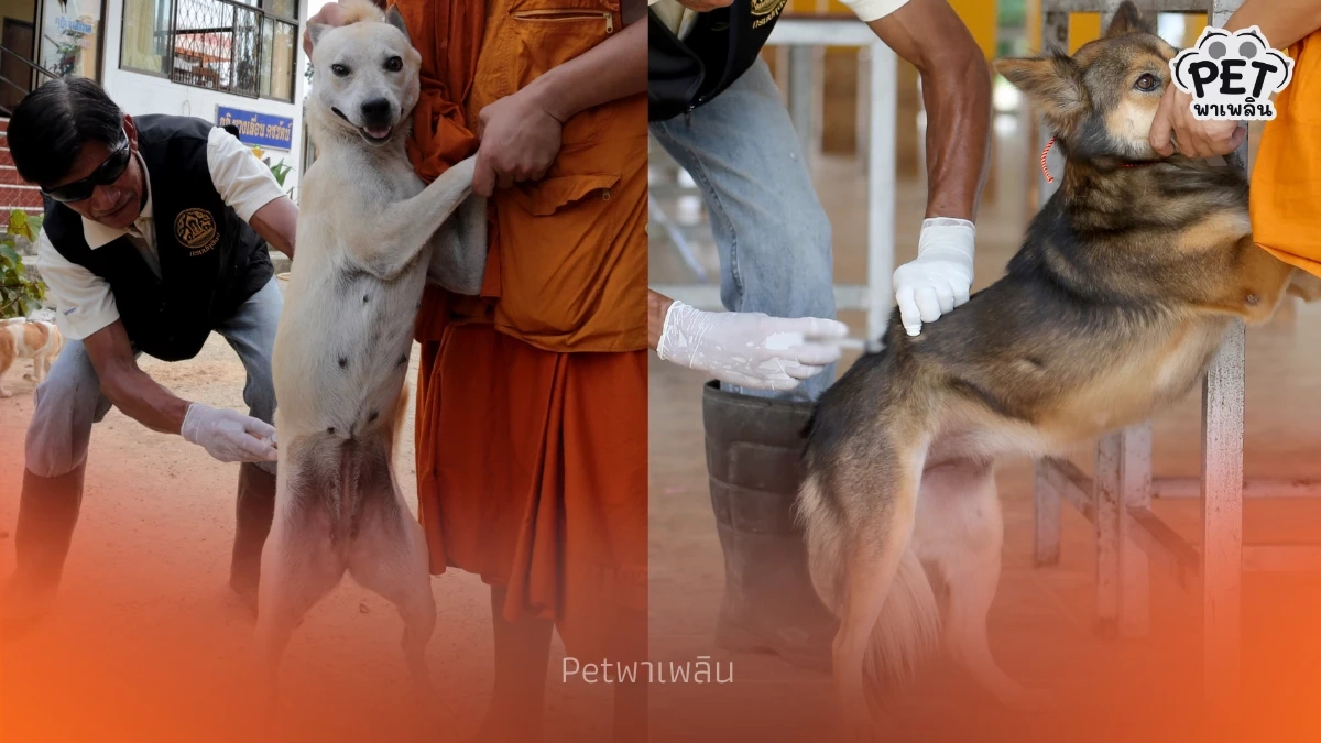 เปิด 10 พื้นที่ในเขตดินแดง บริการฉีดวัคซีนพิษสุนัขบ้า ฟรี!