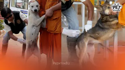 เปิด 10 พื้นที่ในเขตดินแดง บริการฉีดวัคซีนพิษสุนัขบ้า ฟรี!