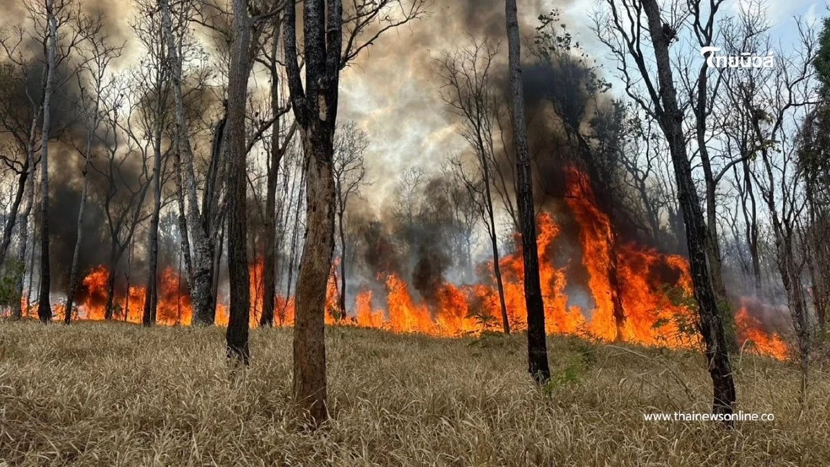 ระดมกำลังคุมไฟป่าวังน้ำเขียวสำเร็จ เสียหายกว่า 5,000 ไร่