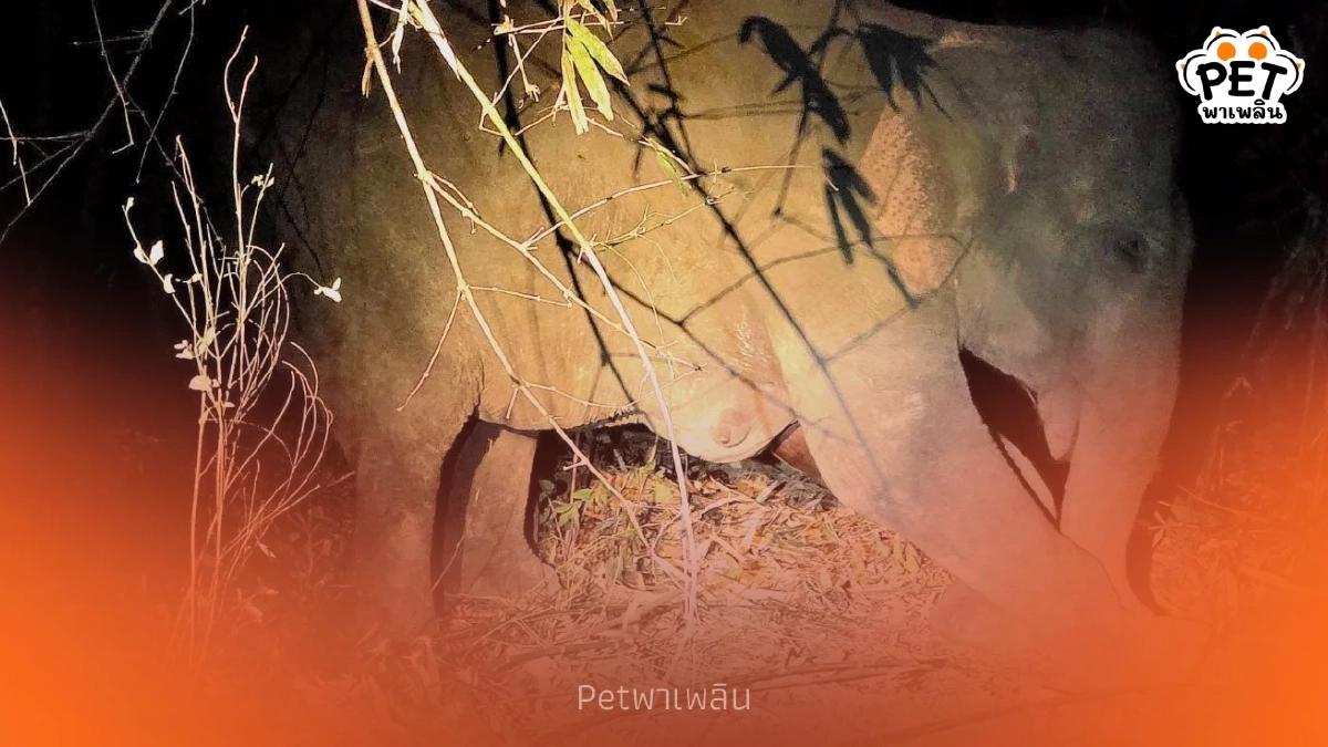 เร่งช่วยแม่ช้างป่าเขาอ่างฤาไน ขาบวมอักเสบ พบน้ำนมมีเลือดซึม