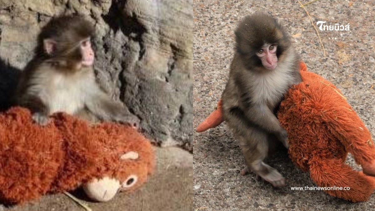 ชีวิตล่าสุด "พั้นช์คุง" ลูกลิงหิมะญี่ปุ่น ใช้ตุ๊กตาเป็นแม่จำลอง