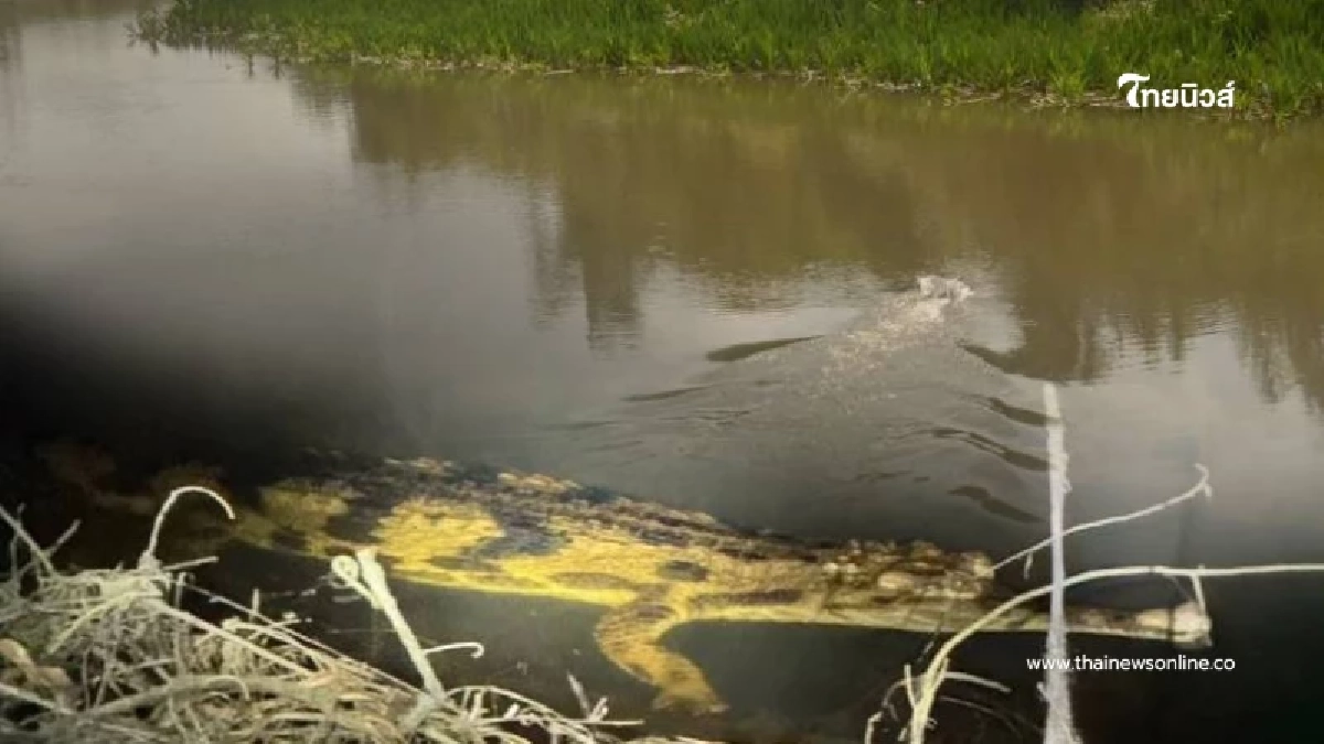 พบตะโขง ในธรรมชาติครั้งแรก สัญญาณดีสัตว์หายากใกล้สูญพันธุ์คืนถิ่นไทย