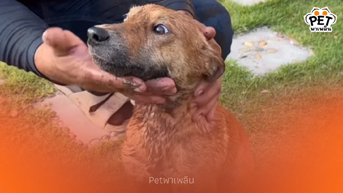 12 วันที่รอคอย! วินาทีช่วยสุนัขตกบ่อลึก รอดปาฏิหาริย์