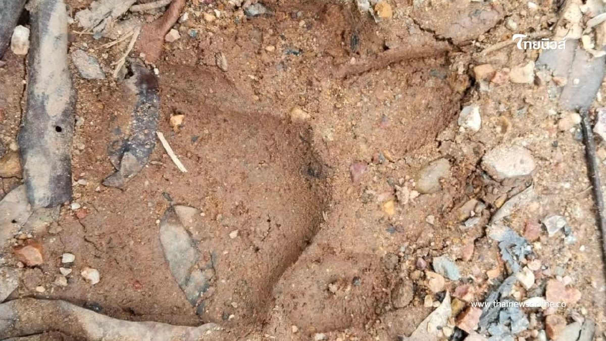 สั่งระดมกำลังโดรนและกล้องดักถ่าย ตามหาเสือโคร่งดอยอินทนนท์