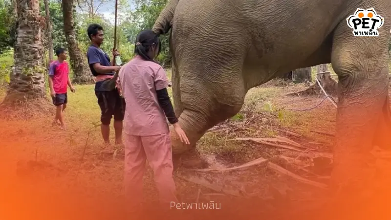 อัปเดตอาการพลายเดียว ช้างตกเขาพังงา ขาบวม-ผลเลือดน่าห่วง