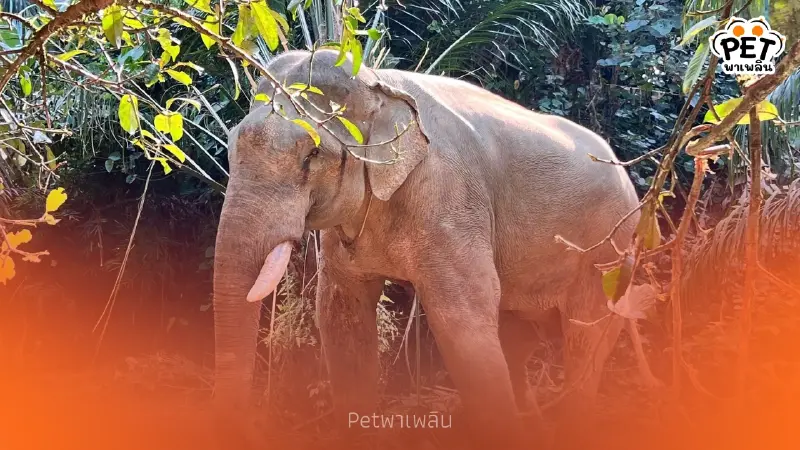 นาทีชีวิต! ช้างพลายตกเขาขาหัก ขยับไม่ได้ หมอโบว์เร่งช่วย