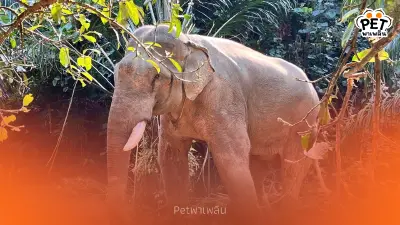นาทีชีวิต! ช้างพลายตกเขาขาหัก ขยับไม่ได้ หมอโบว์เร่งช่วย นาทีชีวิต! ช้างพลายตกเขาขาหัก ขยับไม่ได้ หมอโบว์เร่งช่วย