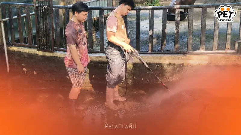 สวนสัตว์เขาเขียวแจงดราม่าคอกหมูเด้ง ยันดูแลตามมาตรฐาน