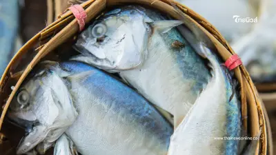 ปลาทูหน้างอคอหัก ไม่ใช่พันธุ์พิเศษ แต่คือภูมิปัญญาคนไทย