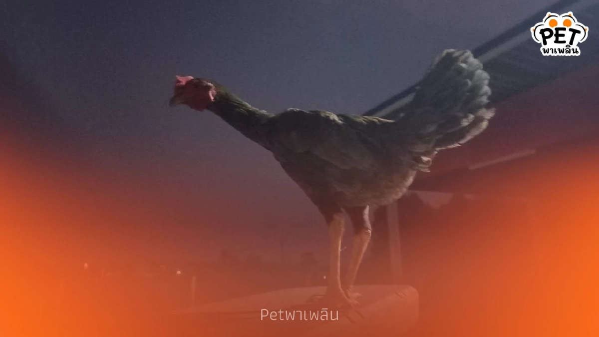 กู้ภัยโคราชใจอ่อน รับเลี้ยงไก่หลงหลังช่วยตัดเชือกพันขา