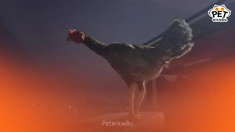 กู้ภัยโคราชใจอ่อน รับเลี้ยงไก่หลงหลังช่วยตัดเชือกพันขา