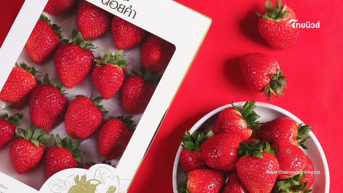 ขายแล้ว"ดอยคำ"สตรอว์เบอร์รี พรีเมียม ส่งตรงจากเกษตรกรไทย  ผ่านมาตรฐานสากล