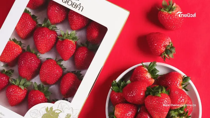 เปิดขายแล้ว"ดอยคำ"สตรอว์เบอร์รี พรีเมียม ส่งตรงจากเกษตรกรไทย มาตรฐานสากล