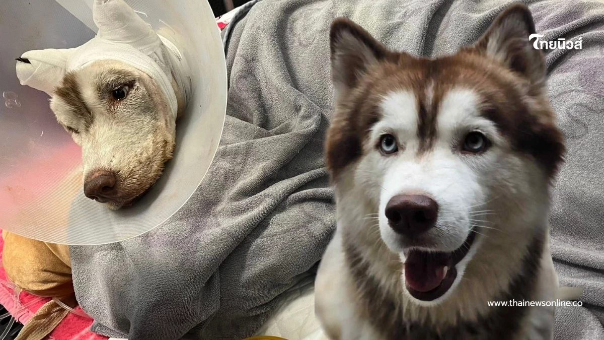 เปิดค่ารักษา น้องมอลลี่ เจ้าของลั่นสู้ขนาดนี้ จะยอมแพ้ได้ยังไง