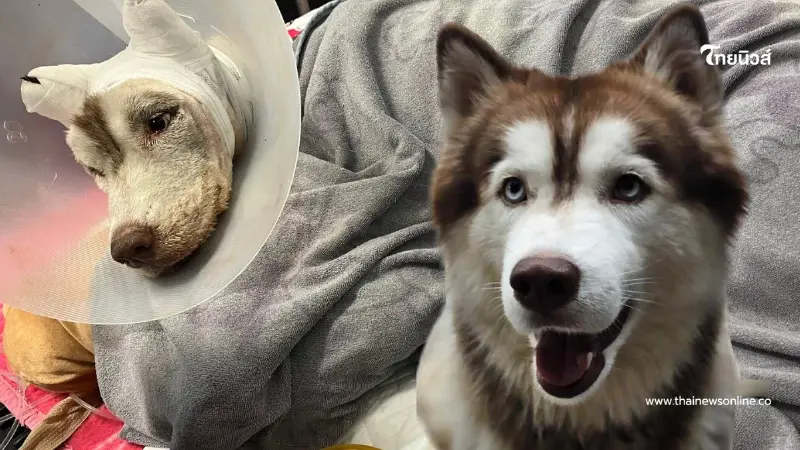 เปิดค่ารักษา น้องมอลลี่ เจ้าของลั่นสู้ขนาดนี้ จะยอมแพ้ได้ยังไง