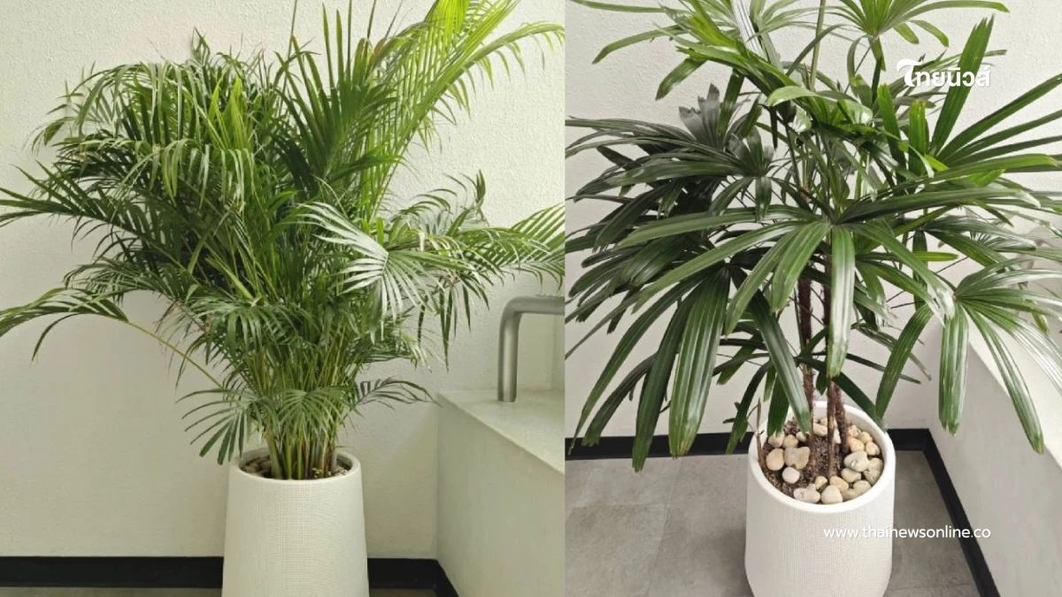 คัดมาแล้ว 5 ต้นไม้ฟอกอากาศ ควรมีติดบ้าน ปลูกง่าย ความหมายมงคล