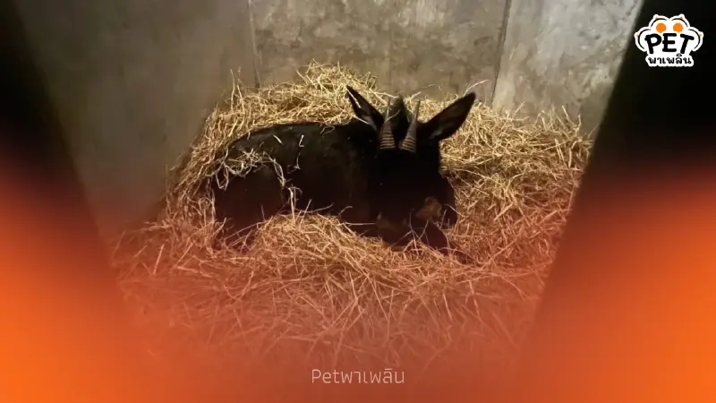 "นาทีระทึก! ช่วยเลียงผาติดบ่วงสลิง ขาขวาบาดเจ็บหนัก" "นาทีระทึก! ช่วยเลียงผาติดบ่วงสลิง ขาขวาบาดเจ็บหนัก"