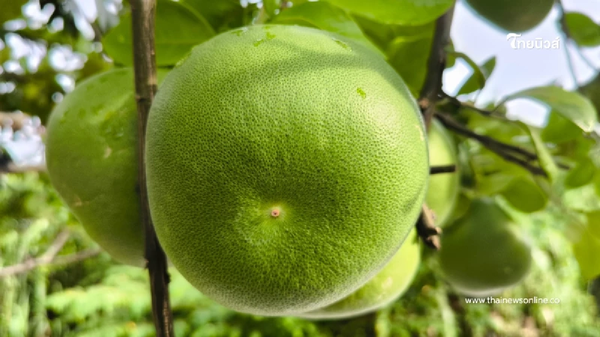 เปิดตัว 3 พันธุ์เด็ด ส้มโอเวียงแก่น สินค้า GI ใหม่ของเชียงราย