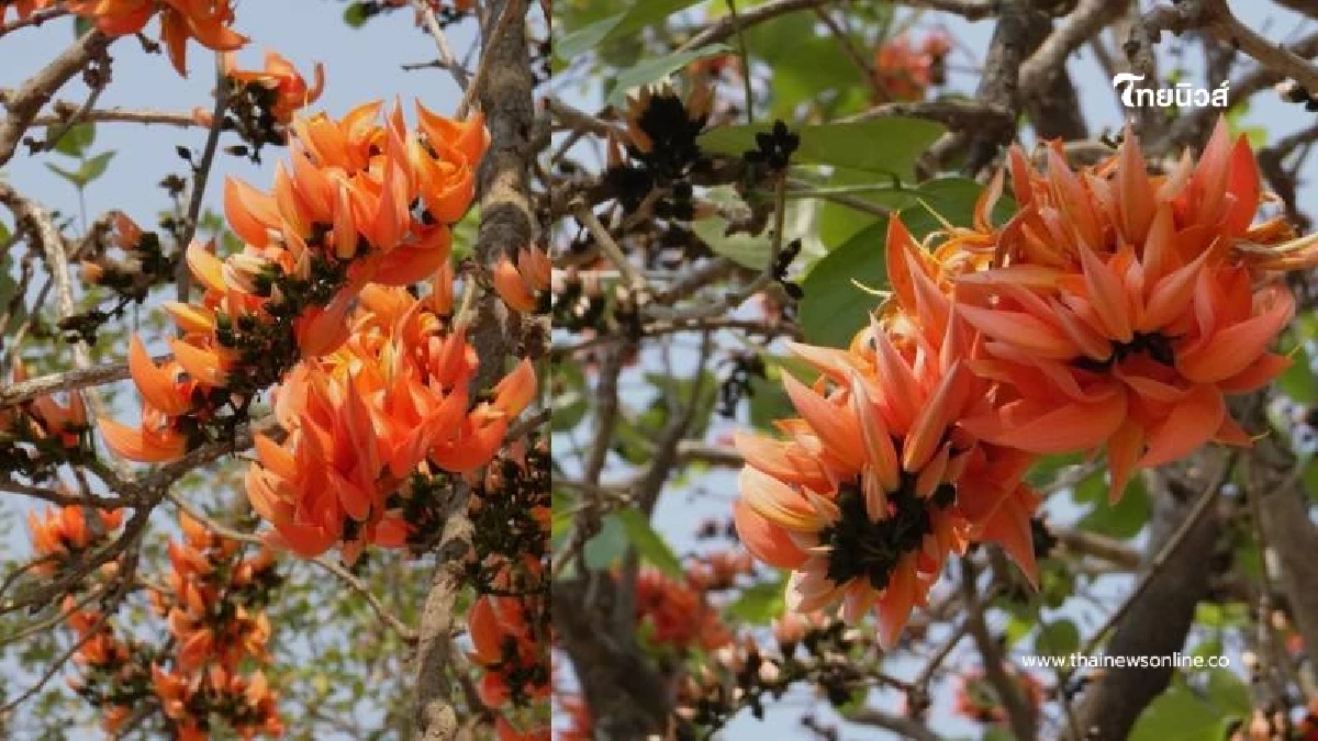 "ทองกวาว" บานสะพรั่ง อวดส้มสดใสรับลมร้อน สัญลักษณ์สีสันต้นฤดู