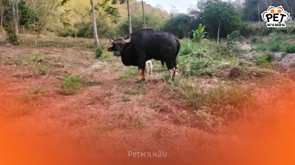 เร่งช่วยกระทิงป่า บาดเจ็บหนักเดินเซื่องซึมโผล่ไร่ชาวบ้าน