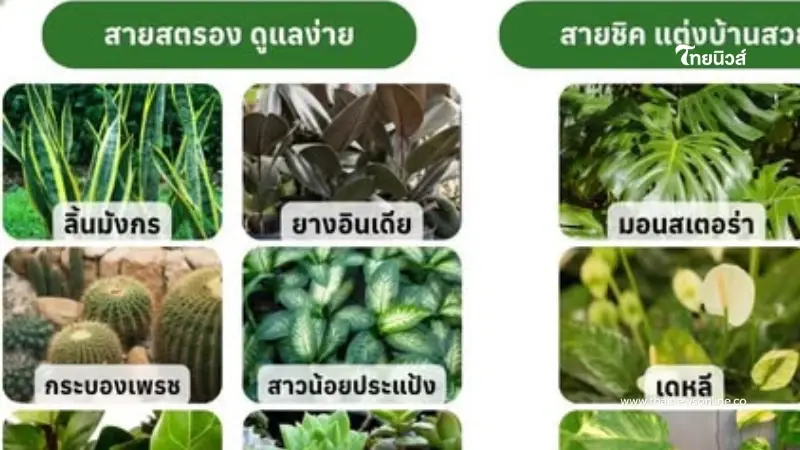 เปิดลิสต์ 8 ต้นไม้ฮีโร่ ฟอกอากาศ-ดักจับฝุ่น ฉบับคนเมือง