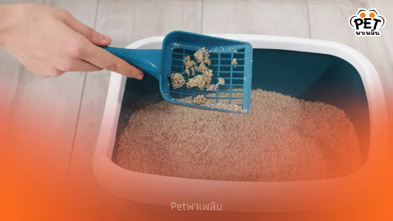 "กทม. แนะนำ 2 วิธีจัดการมูลสัตว์เลี้ยง ลดเชื้อโรคสะสม"