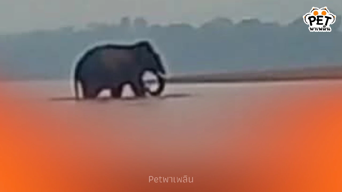 ช้างป่าภูวัวเดินข้ามน้ำโขงไปลาว เจ้าหน้าที่เฝ้าระวังรอรับกลับ