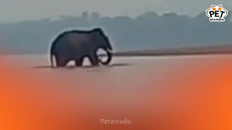 ช้างป่าภูวัวเดินข้ามน้ำโขงไปลาว เจ้าหน้าที่เฝ้าระวังรอรับกลับ