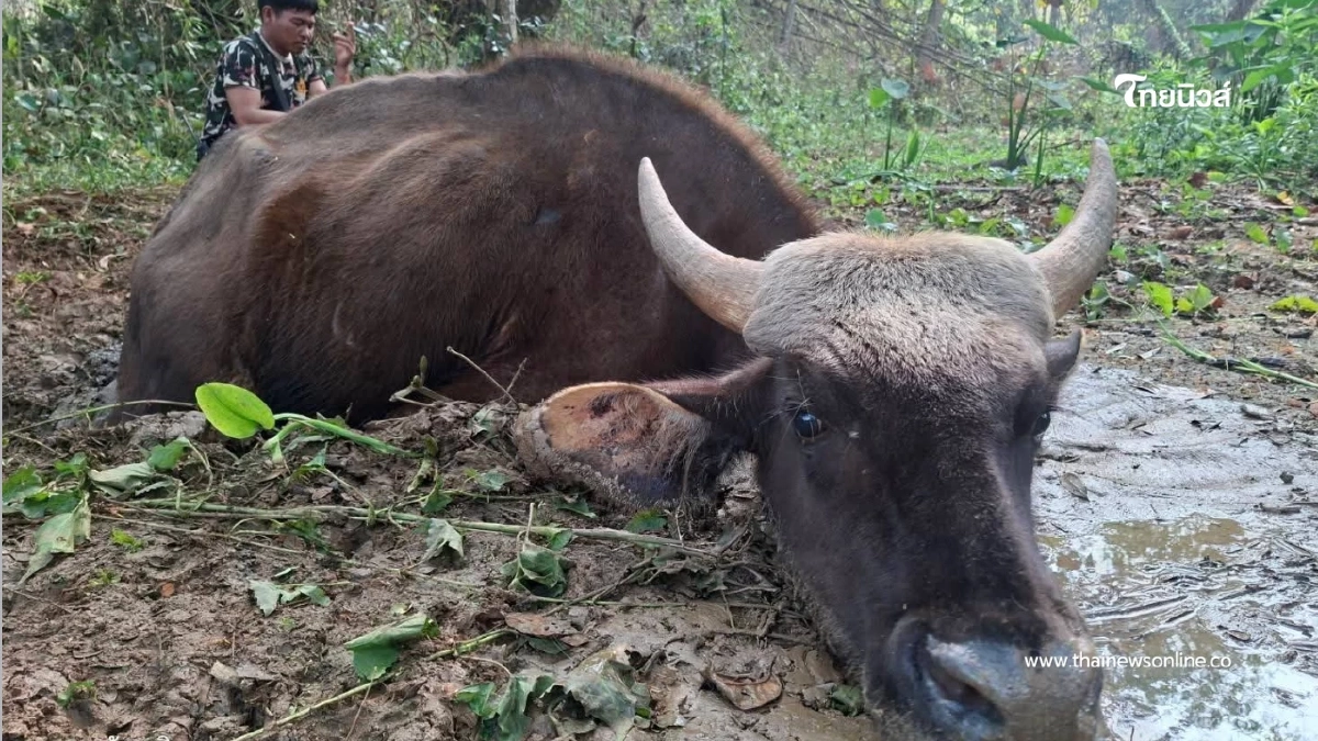 วินาทีชีวิต! กระทิงป่าจมโคลนดูดครึ่งตัว จนท.ช่วยรอดหวุดหวิด
