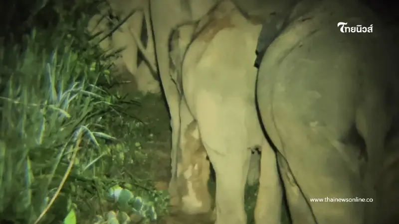 ช้างป่าบุกตราด! อุทยานฯ ตรึงกำลังด่วน ก่อนพลายดังทำสวนพัง