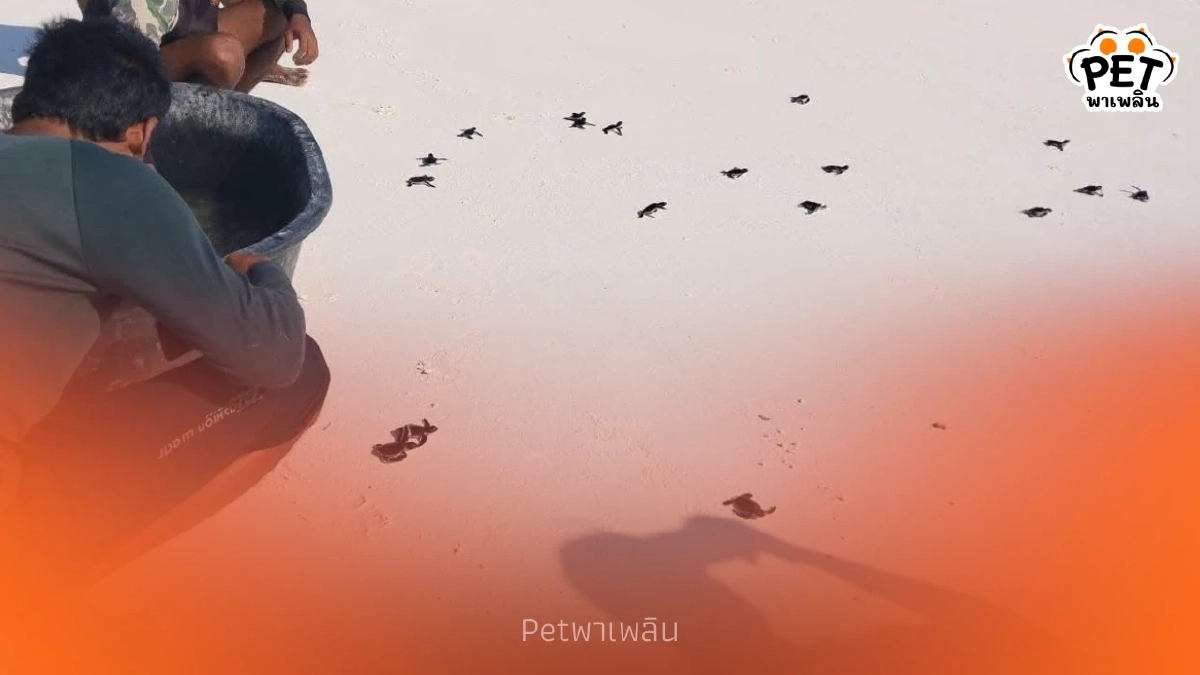 ลูกเต่าตนุสิมิลันรังที่ 3 ฟักตัว 65 ตัว คืนสู่ทะเลไทยสำเร็จ