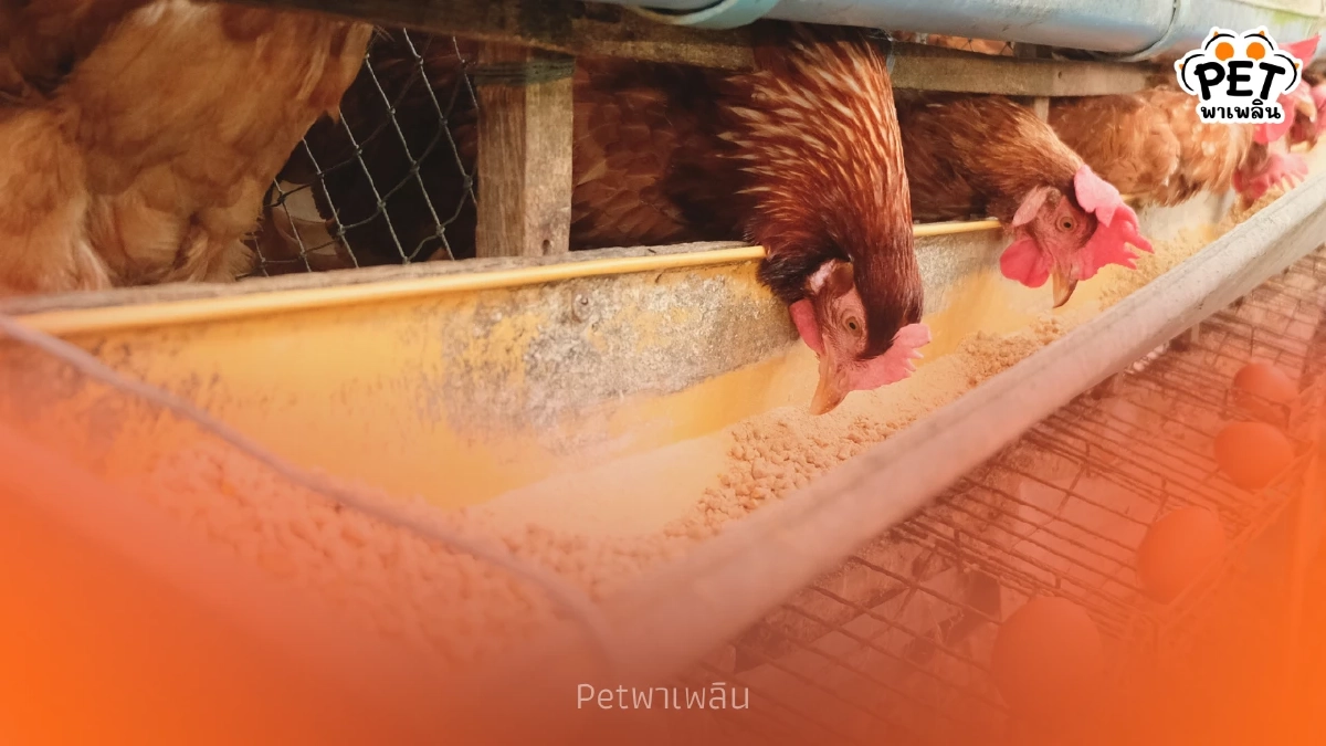 มือใหม่หัดเลี้ยงไก่ เตรียมตัวอย่างไรให้ได้ไข่กินทุกวัน