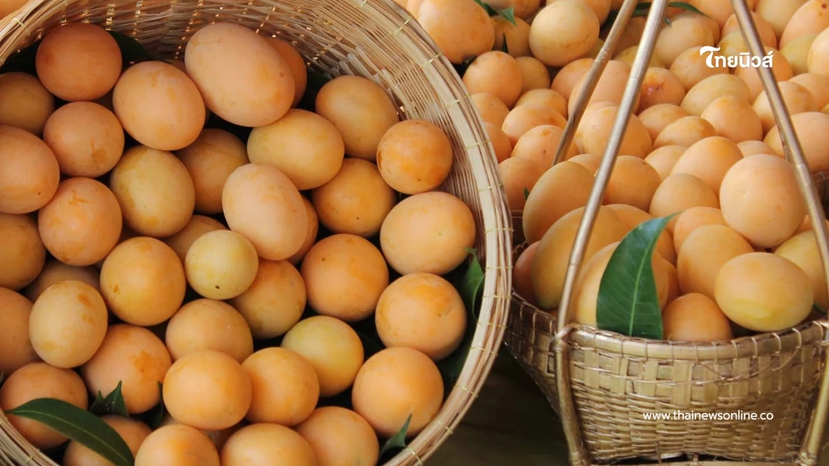 แยกแฝดคนละฝา "มะปราง" กับ "มะยงชิด" ดูยังไงไม่ให้สับสน