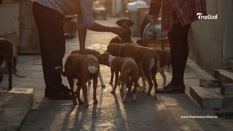 เข้าใจผิดหมด "ให้อาหารหมาจร" เสี่ยงคุกจริงหรือ ไขข้อข้องใจชัด ๆ