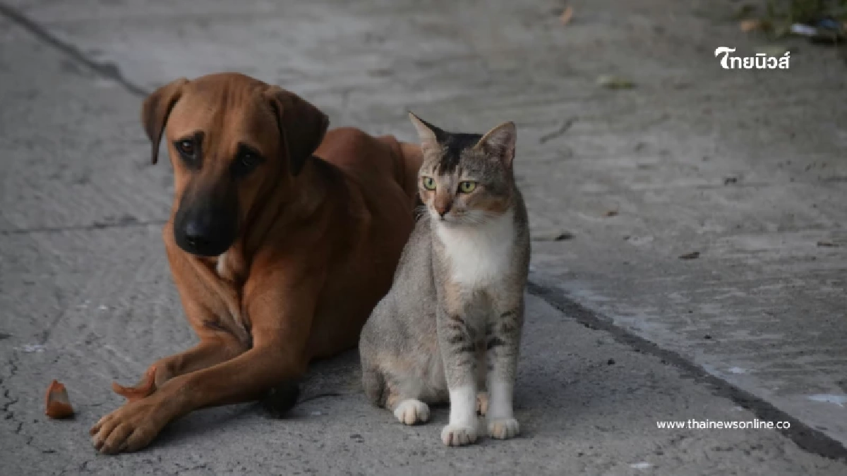ฟรีทั้งปี กทม. ชวนฉีดวัคซีน-ฝังชิปจดทะเบียนสุนัขและแมว