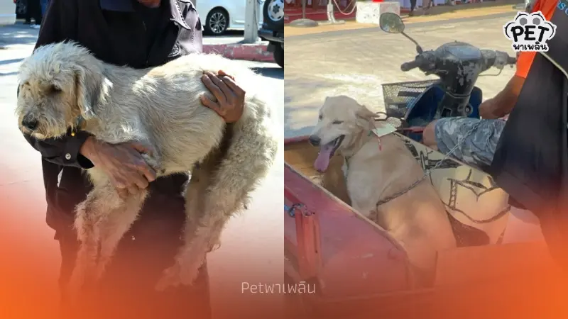 อธิบดีปศุสัตว์เปิดโครงการทำหมันสุนัข-แมวสกัดพิษสุนัขบ้า